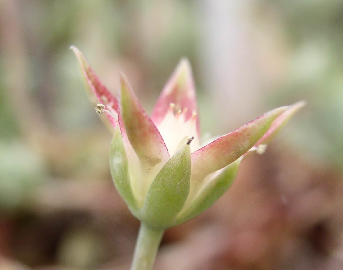 Graptopetalum macdougalli